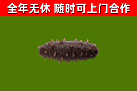 湖州回收海参干